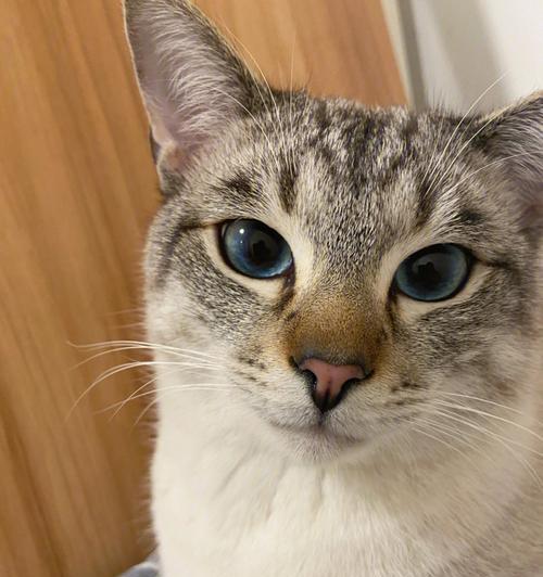 探秘传统暹罗猫——优雅与高贵的代表（传承千年的优良品种，这些细节你一定要知道）(图1)