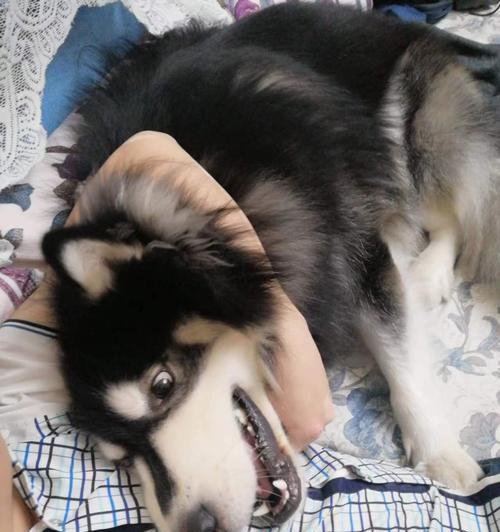 喂肉对阿拉斯加犬好不好？（探讨宠物犬食肉的利弊及注意事项）(图2)