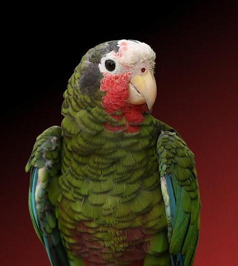 橙翅亚马逊鹦鹉的饲养方法（如何照顾你的亚马逊鹦鹉）(图2)