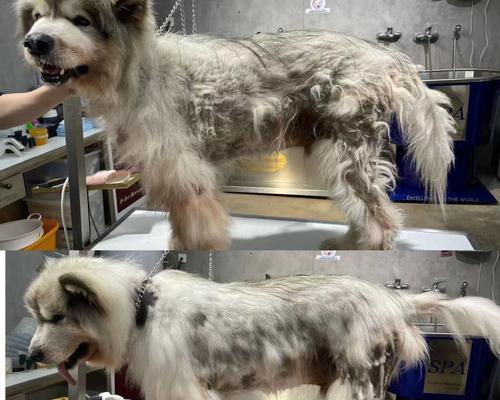 喂肉对阿拉斯加犬好不好？（探讨宠物犬食肉的利弊及注意事项）(图1)