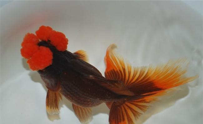 四绒球养护全攻略（以宠物为主，学会正确养护你的小毛球）(图1)