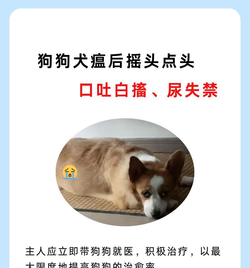 狗狗遗尿原因分析（探究狗狗遗尿的原因和解决方法）(图1)