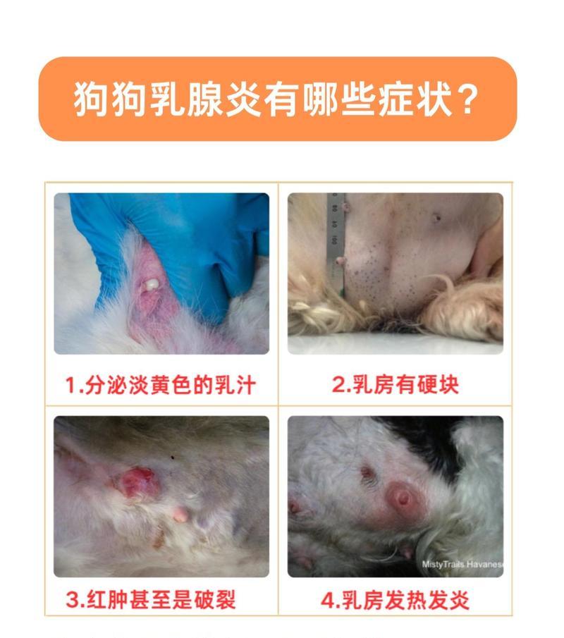 小狗胸部肿是什么病？（了解病因及治疗方法）(图1)