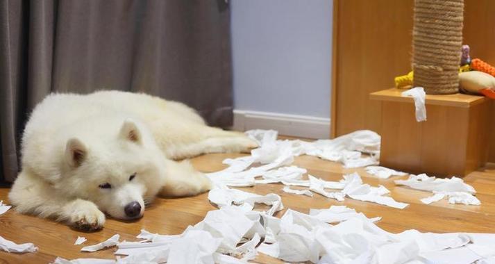 狗狗遗尿原因分析（探究狗狗遗尿的原因和解决方法）(图3)