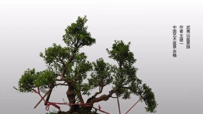 四绒球养护全攻略（以宠物为主，学会正确养护你的小毛球）(图3)