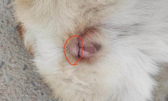 小狗胸部肿是什么病？（了解病因及治疗方法）(图2)