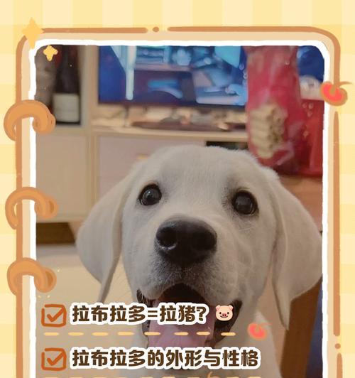 如何确定拉布拉多犬最佳配种时机？（从宠物健康、繁殖周期、遗传基因等方面入手，把握最佳配种时机）(图3)