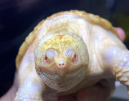 黄泥龟的饲养方法（让你的黄泥龟健康成长的秘诀）(图2)