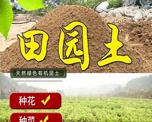 黄泥龟的饲养方法（让你的黄泥龟健康成长的秘诀）(图1)