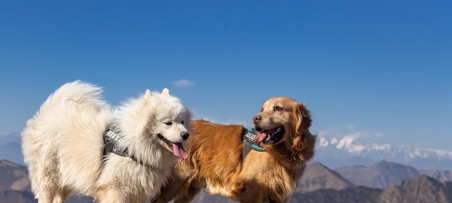 金毛犬如何训练跳远（有效的宠物训练方法）(图3)