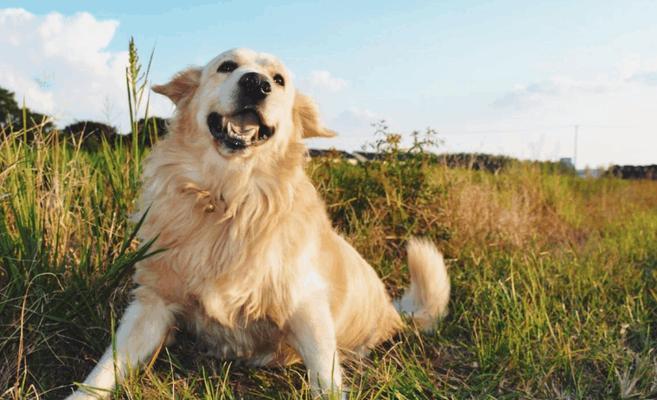 金毛犬如何训练跳远（有效的宠物训练方法）(图2)