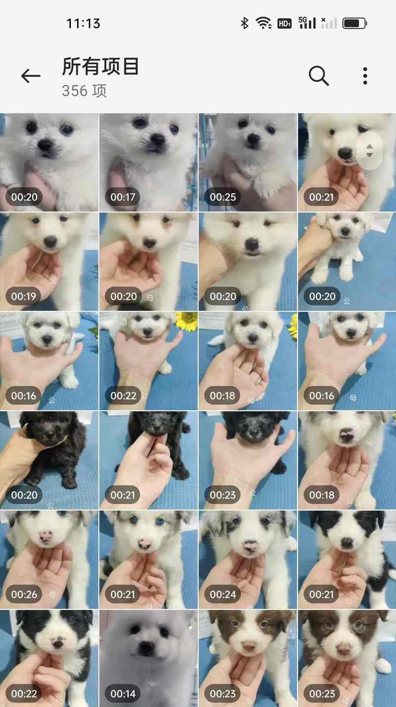 如何确定拉布拉多犬最佳配种时机？（从宠物健康、繁殖周期、遗传基因等方面入手，把握最佳配种时机）(图2)