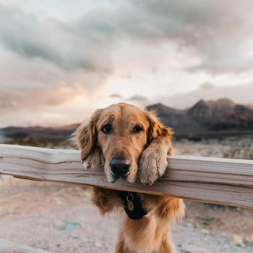 金毛犬如何训练跳远（有效的宠物训练方法）(图1)