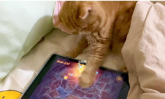 Solo猫咪的游戏指南（如何为Solo猫咪提供有趣的游戏体验）(图3)