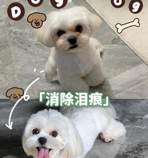 揭秘狗狗泪水的真相（探究狗狗泪水成分及其对健康的影响）(图1)