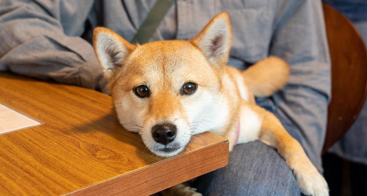 揭秘狗狗泪水的真相（探究狗狗泪水成分及其对健康的影响）(图2)