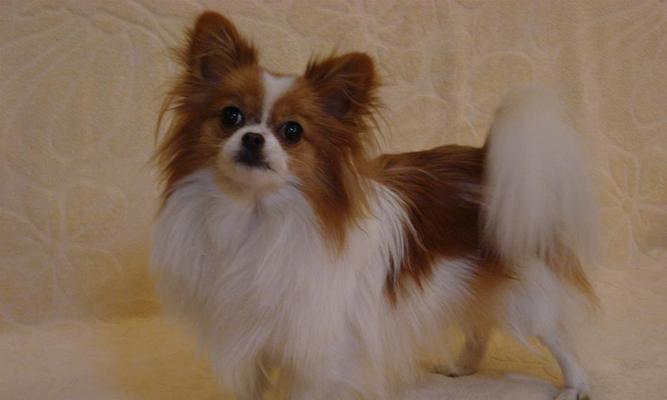 10条方法让你的宠物远离眼部疾病（10条方法让你的宠物远离眼部疾病）(图1)