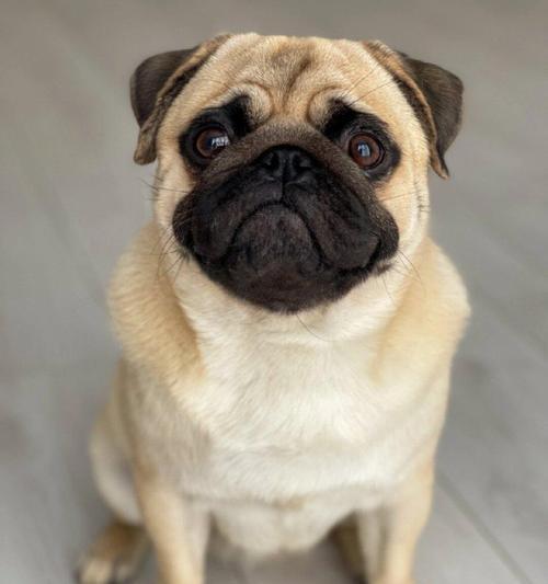 揭秘狗狗泪水的真相（探究狗狗泪水成分及其对健康的影响）(图3)