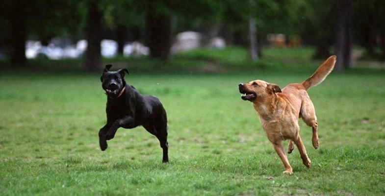 宠物狗训练的注意事项（打造乖巧听话的宠物狗）(图1)