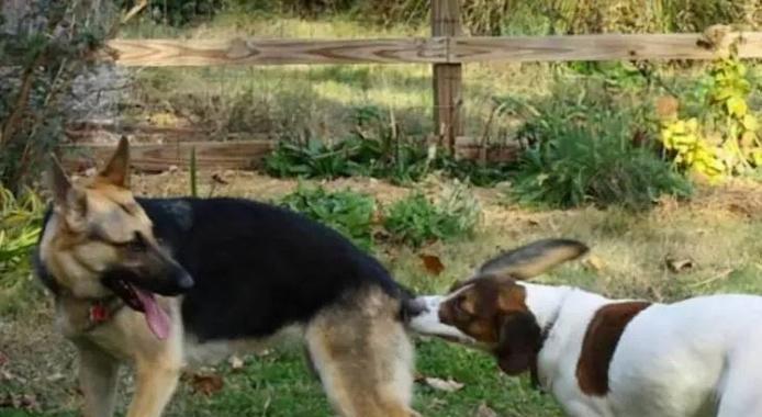 宠物狗训练的注意事项（打造乖巧听话的宠物狗）(图2)