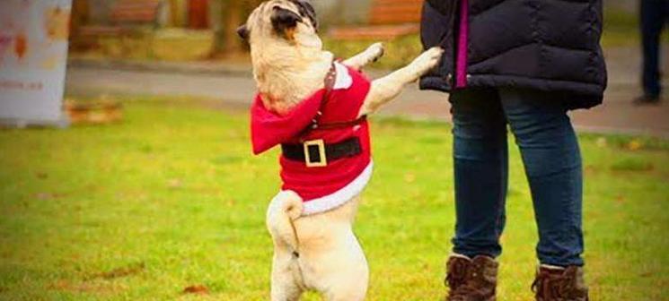 宠物狗训练的注意事项（打造乖巧听话的宠物狗）(图3)