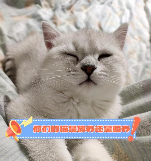 四个月小猫的饮食需求（猫咪成长关键期，主人需掌握猫咪饮食量）(图3)