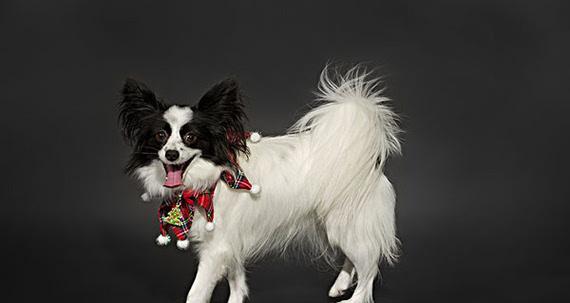 10条方法让你的宠物远离眼部疾病（10条方法让你的宠物远离眼部疾病）(图3)