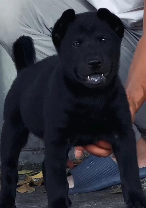 揭秘狗狗舌头三点黑色的原因（探究狗狗舌头黑点的成因与对健康的影响）(图1)