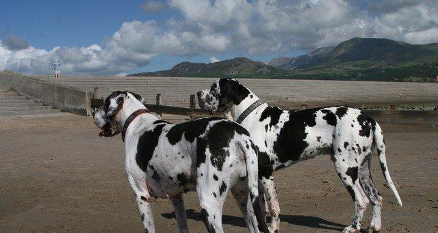 大丹犬的力量与智慧（探秘大丹犬的优势和特点）(图1)
