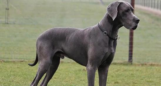 大丹犬的力量与智慧（探秘大丹犬的优势和特点）(图3)