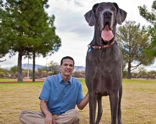 大丹犬的力量与智慧（探秘大丹犬的优势和特点）(图2)