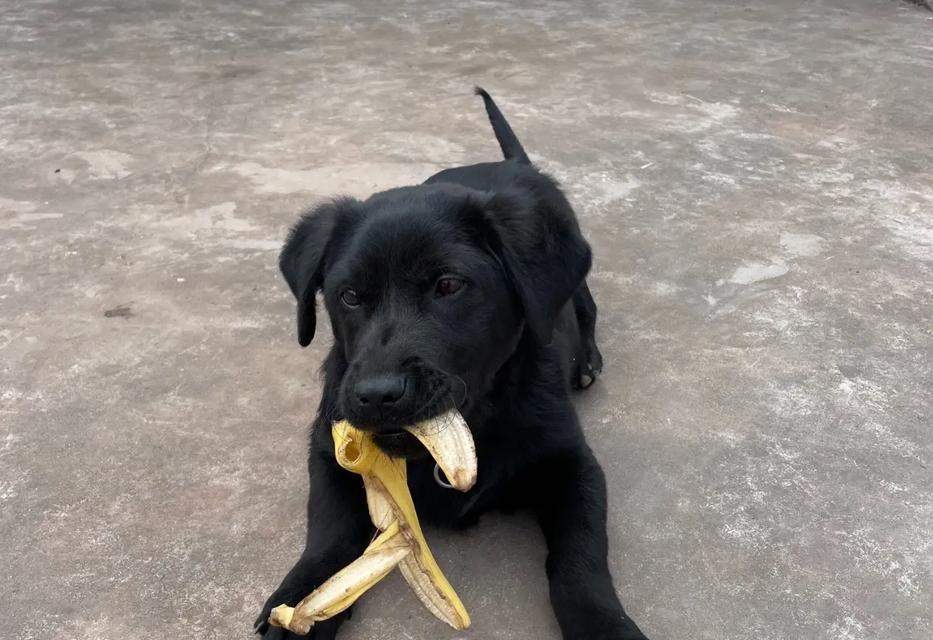 揭秘狗狗舌头三点黑色的原因（探究狗狗舌头黑点的成因与对健康的影响）(图3)