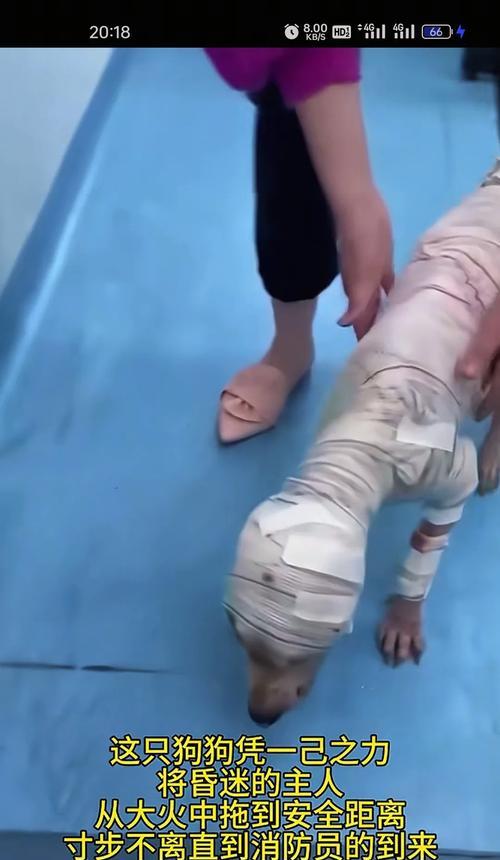 哈士奇三把火张歪了(图1)