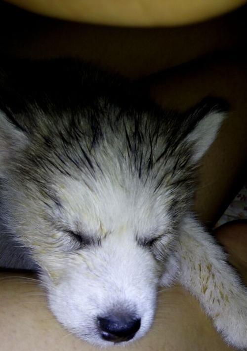 哈士奇三把火张歪了(图2)