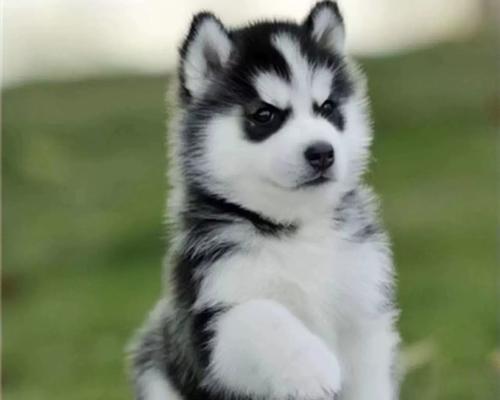 哈士奇三把火张歪了(图3)