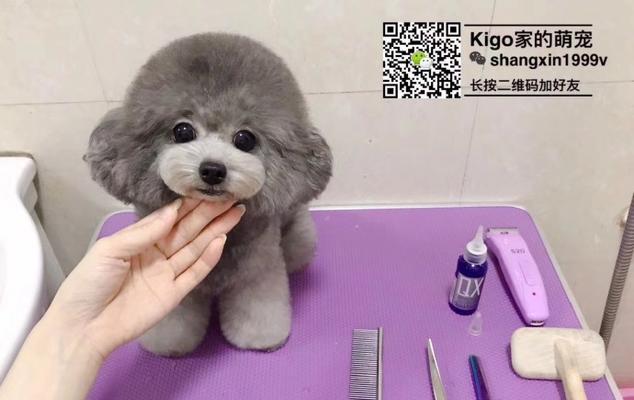 贵宾犬配种的全面指南（了解如何为您的宠物贵宾犬选择合适的伴侣）(图3)