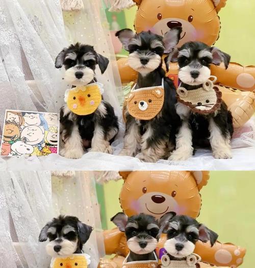 贵宾犬配种的全面指南（了解如何为您的宠物贵宾犬选择合适的伴侣）(图2)