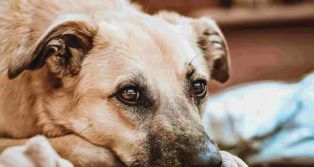 狗子嗅觉的超凡能力（揭秘狗子嗅觉的神奇之处——一个解读）(图3)