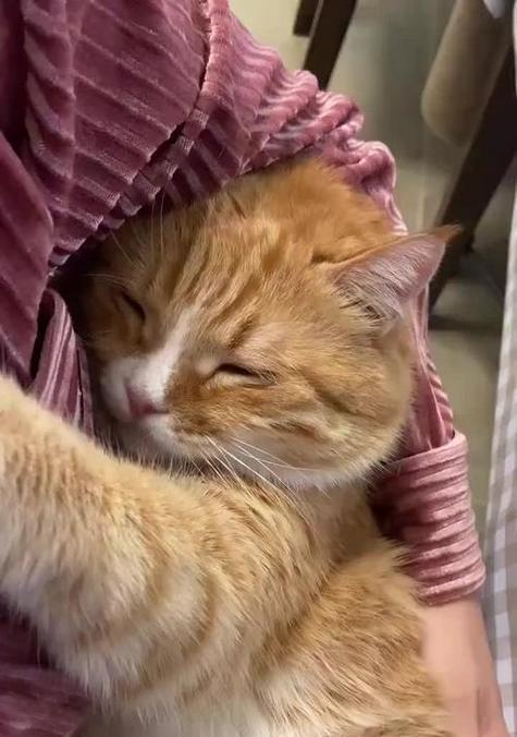 挑战猫咪快乐开关的秘密（探索猫咪的幸福源泉，让它们快乐无尽）(图3)