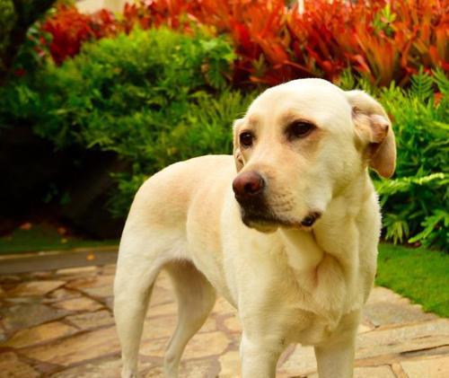 拉布拉多的性格特点（忠诚友善、温顺活泼的拉布拉多犬）(图1)