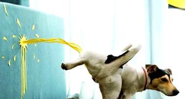 预防狗狗尿路细菌感染的重要性（尿频、尿疼、无故失禁，提早预防尿路细菌感染是关键）(图3)