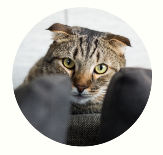 怎么通过耳朵判断猫咪的心情？(图2)