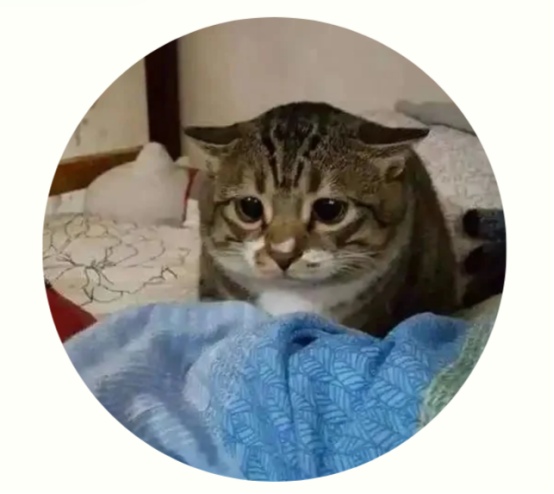 怎么通过耳朵判断猫咪的心情？(图4)