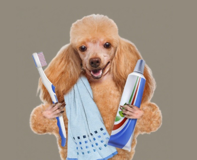 狗狗刷牙可以用人类牙膏吗？ - 新生家伴