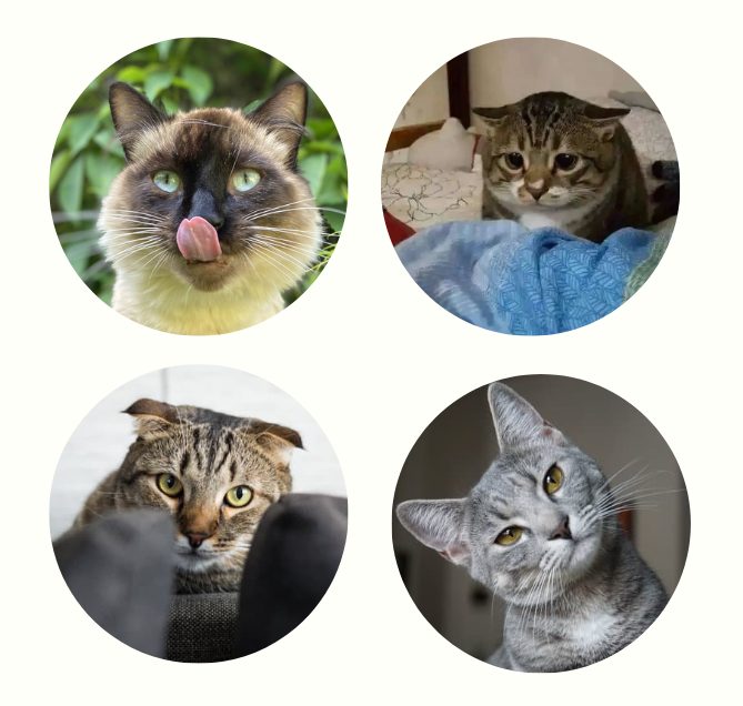 怎么通过耳朵判断猫咪的心情？ - 新生家伴