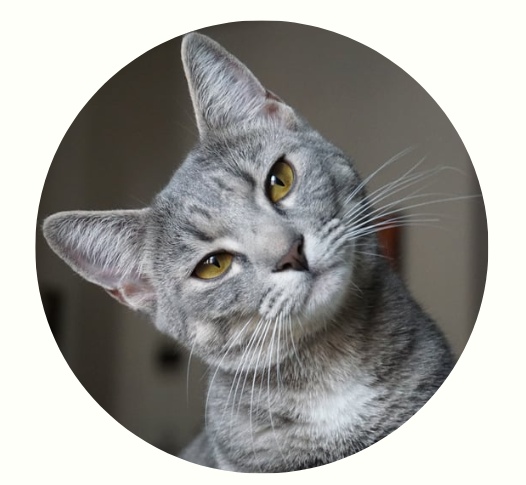 怎么通过耳朵判断猫咪的心情？(图5)