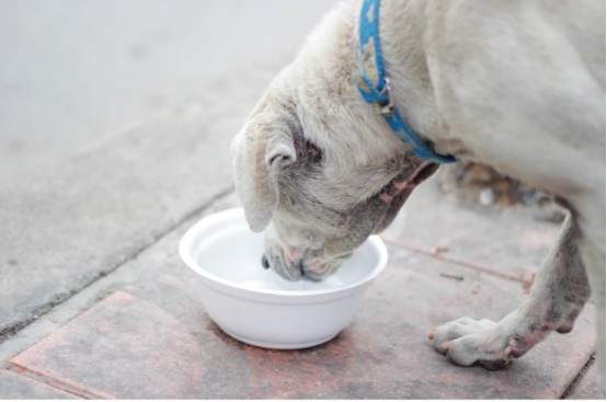 狗狗7岁＝人类50岁！警惕这些老年病的早期信号(图4)