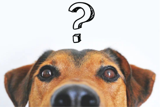 告别 “满屋狗味”：夏天狗狗体味除臭妙招来了(图2)