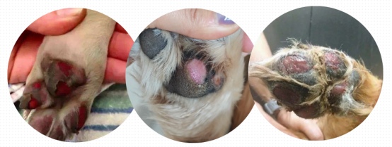 高温预警！狗狗脚垫被地面烫伤了怎么办？(图4)