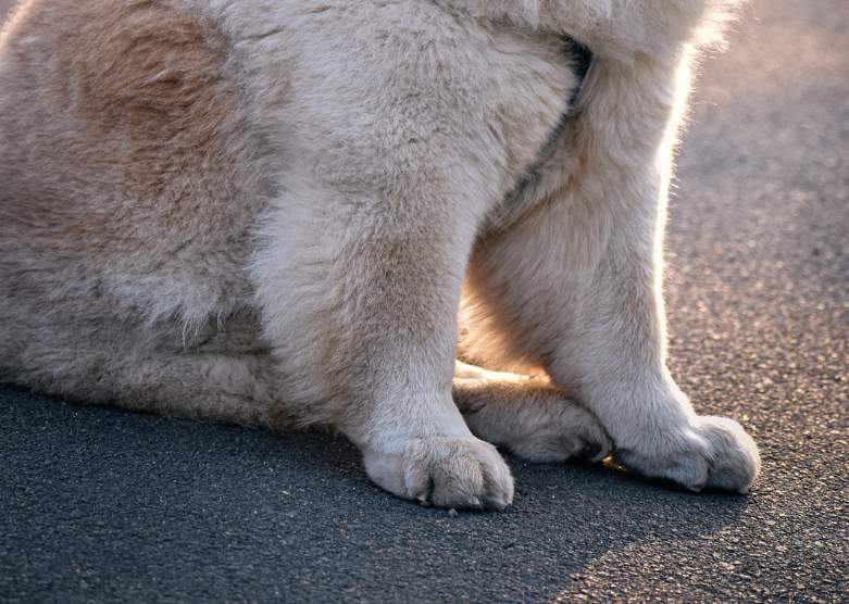 高温预警！狗狗脚垫被地面烫伤了怎么办？
